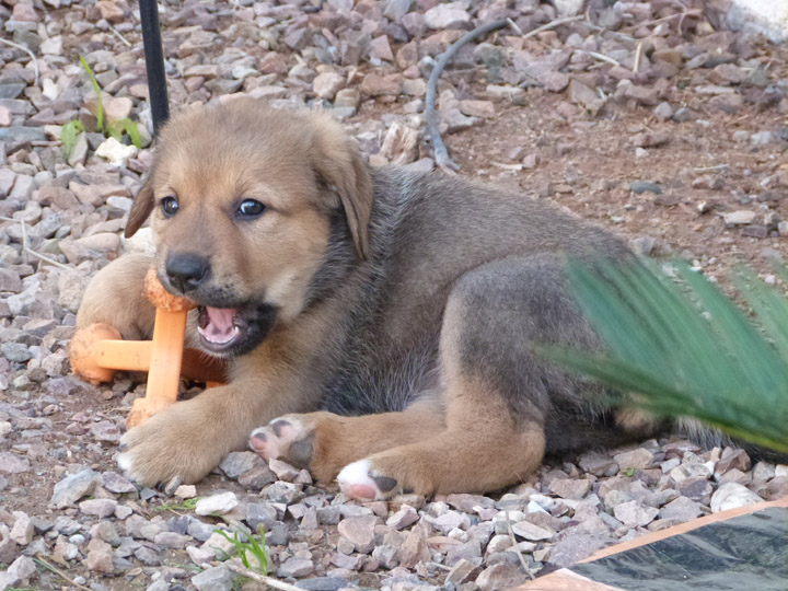 chinook dog